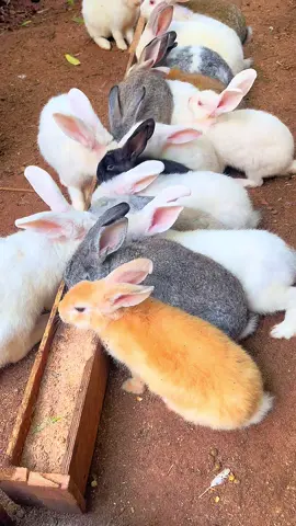 ##conejitos #paraguay🇵🇾 #viral #paratiiiiiiiiiiiiiiiiiiiiiiiiiiiiiii hora de la comida a❤️