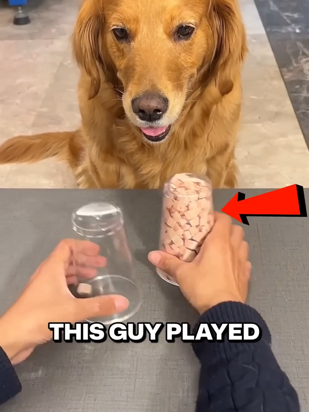 This Greedy Dog Fell For His Cup Trick 😂❤️ #dog #AnimalFacts #facts #game #usa🇺🇸 