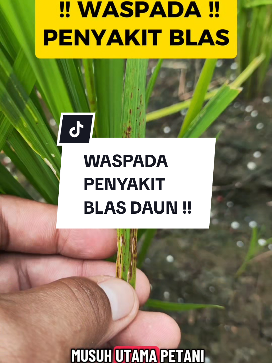 WASPADA !! cegah sebelum terlambat !! #terdekatterlengkapdanterpercaya #bagusmakmursolusinyapertanian #fyp #fypシ 