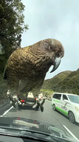 kea - the world’s only true alpine parrot 🥹 only a few thousand left in the wild. #newzealand #newzealandbirds #conservation #nature 