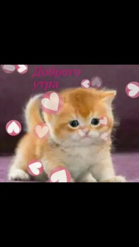 #доброеутро #cute #открытки #люблю❤️ #рек #fup #fupppppppppp 
