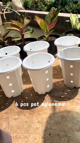 Pot aglonema 6 pcs #potaglonema #aglonemaindonesia #potmurah #grosir #viral 