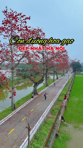 Con đường hoa gạo đẹp nhất Hà Nội #hoagao #thang3 #hoagaothang3 #phuototo 