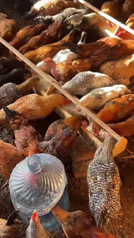 Chicken farming is very rewarding if you put in efforts #agriculture #farming #ugandatiktok #chicken #tiktoklive #livehighlights 