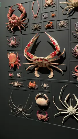 We really be eating sea spiders. 👀🦀 #exquisitecreatures #seattle 