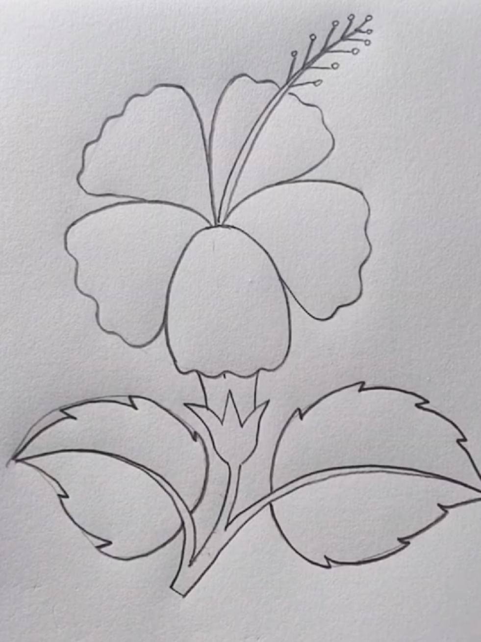 Easy Hibiscus Flower Drawing 🌺 | Joba Ful Drawing Step by Step | Simple Flower Drawing #drawing #pencildrawing #easydrawing #art #abcdrawing 