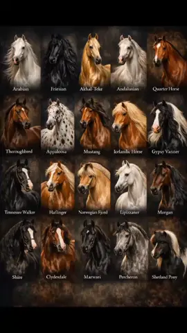 Majestic horse royalty in one frame 🐎✨ Arabian, Friesian, Andalusian, Gypsy Vanner, and Akhal-Teke — five breathtaking breeds known for beauty, strength, and legendary bloodlines. Which one is your favorite?   #ArabianHorse #FriesianHorse #AndalusianHorse #GypsyVanner #AkhalTeke @Fauna blog♂️ 
