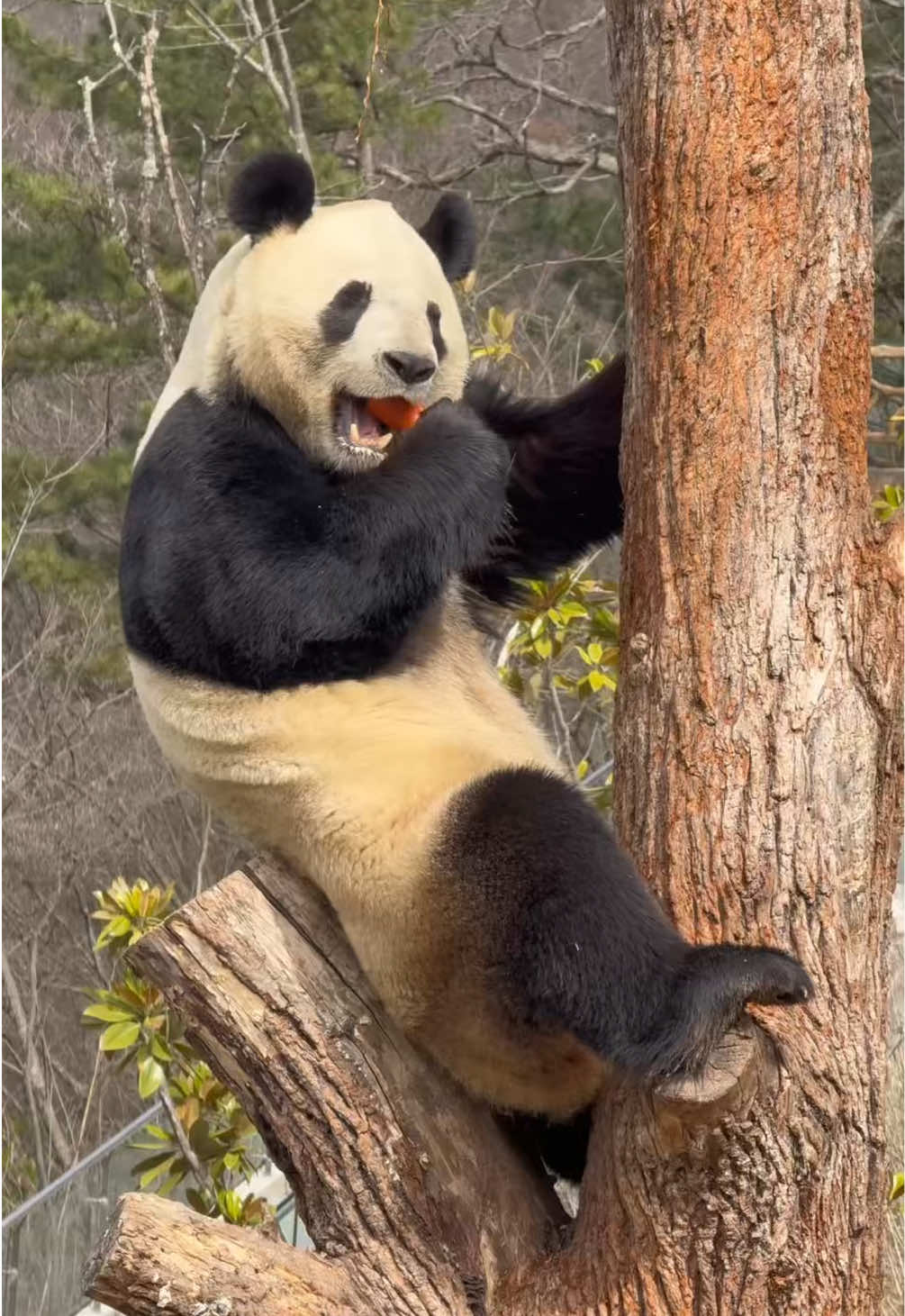 Do you like eating carrots? 🥕#panda #pandas #mukbang #asmr #fyp 