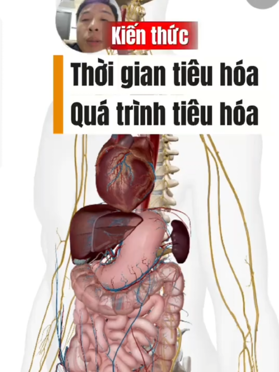 Quá trình tiêu hóa và thời gian tiêu hóa thức ăn trong cơ thể #hetieuhoa #hapthutot #tieuhoatot #giaiphau 