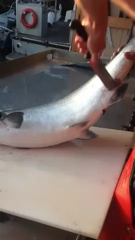 Fish cutting #peacock #funnyvideos #vegetables #duckhunting #hunting 