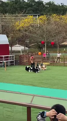 #粉丝一千万 #dog #funnyvideos #foryou #fypシ゚viral 