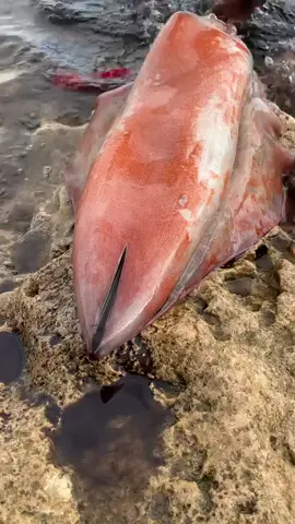 eaten #Amazing #videoviral pi