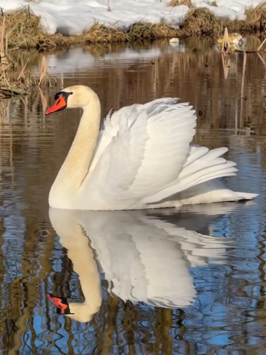Белые крылья  🦢 #МихаилКруг  #Лебеди  #Крылья  #Весна  #Беларусь 