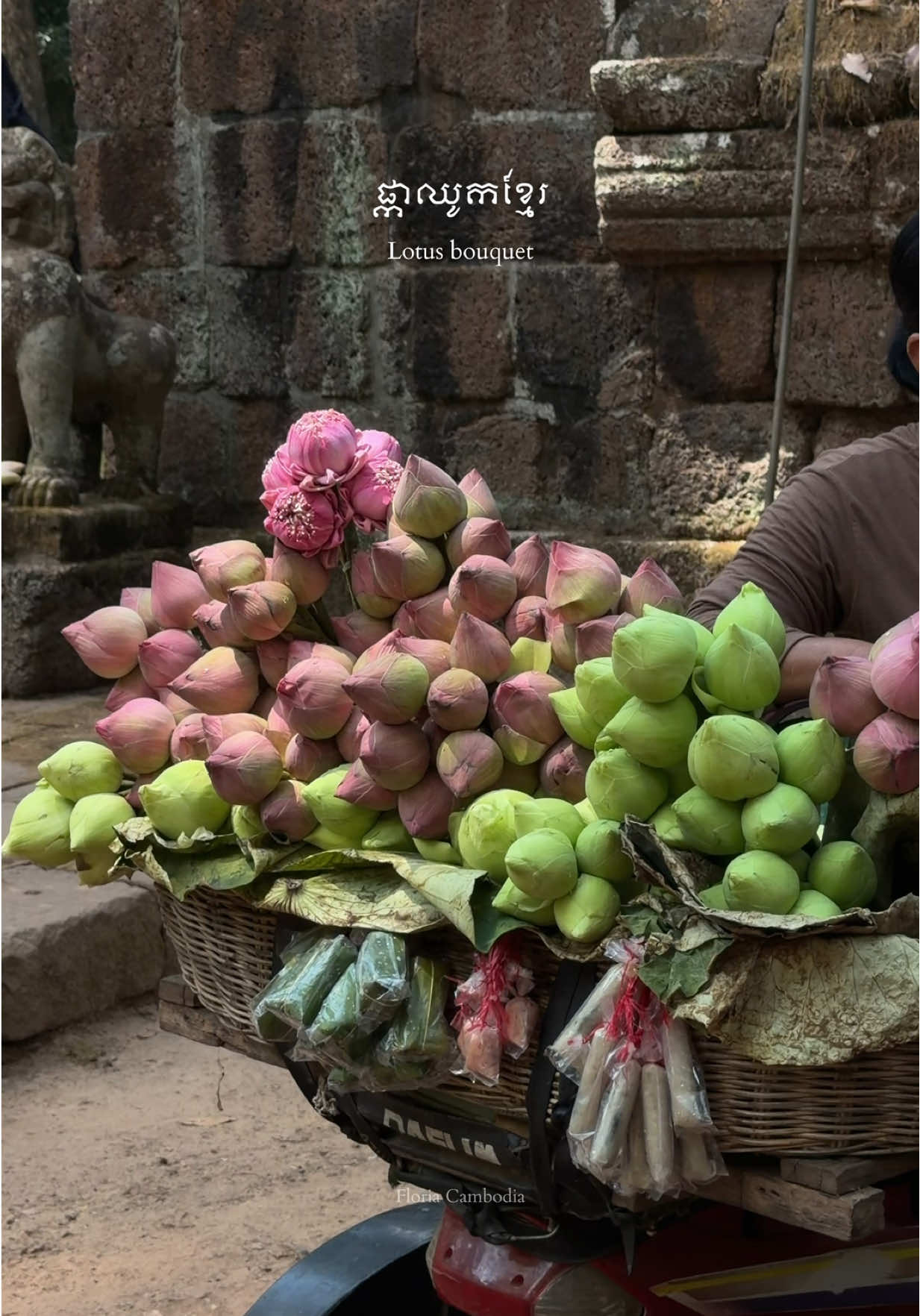 បាច់ផ្កាឈូក សៀមរាប 🪷 | Lotus flowers bouquet 🤍 📍Location: Wat Bo Road, SiemReap (Near Dialogue26)  https://maps.app.goo.gl/YjJb7GZEUnKBaUANA?g_st=ic __________________________________ #floriacambodiaflower #floriacambodia #flowershopinsiemreap #bouquet #flowers  