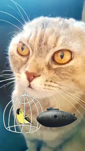 Раньше в шахты и даже на подводные лодки брали кошек и канареек. 🐱🐥 Они первыми чувствовали угарный газ и спасали людям жизнь. Маленькие герои, которые предупреждали об опасности раньше приборов... #факты #интересно #шахта #история #канарейка