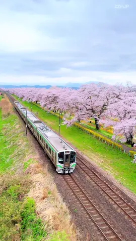 MIYAGI : Hitome Senbonzakura 白石川堤一目千本桜 [Mid of April 2025] 🌸🚞 #ZOOZZOOZinJAPAN #ZOOZZOOZinMIYAGI #miyagi #sakura #japantrain 