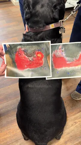 ✨ Princess Diaries transformation… but make it veterinary medicine 🐶👑 This sweet pup had a significant wound that required ongoing care and dedication. With consistent treatments from our veterinary team and amazing owner compliance at home, the healing process has been incredible to watch. What started as a serious wound has now healed beautifully—and we’re even seeing hair grow back! 💪🐾 Moments like these are why we love what we do. Healing takes teamwork, patience, and a lot of love for our patients. #VeterinaryMedicine #VetMed #WoundCare #DogRecovery #PrincessDiariesTransformation 