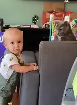 #capcut #funny #gatos 