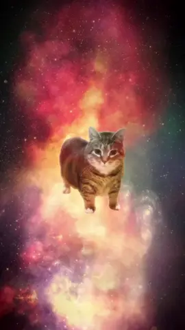 OIIA OIIA 😹💚#cat #spinningcat #oiiaoiia #cats #meme     .mp4
