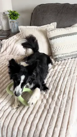 Puppy proof 🐾🐶  #puppy #puppytiktok #bordercollie #homehacks #pethacks 