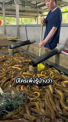 การเลี้ยงปลาไหลของชาวเวียดนามที่เห็นแล้วต้องอึ้ง #เล่าเรื่อง #viralvideo #viral 