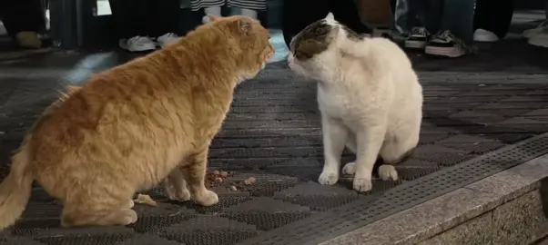 street fighter #cat #fypシ #fyp #fypシ゚viral #fyppppppppppppppppppppppp 