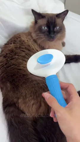 Escova e rasqueadeira para pet 🐈