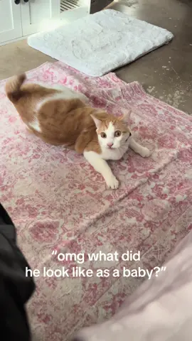 i’m crying this is so funny video idea from @Fishtopher 🐠 #cat #catsoftiktok #kitten #cats #fyp 
