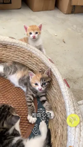 小橘花脸