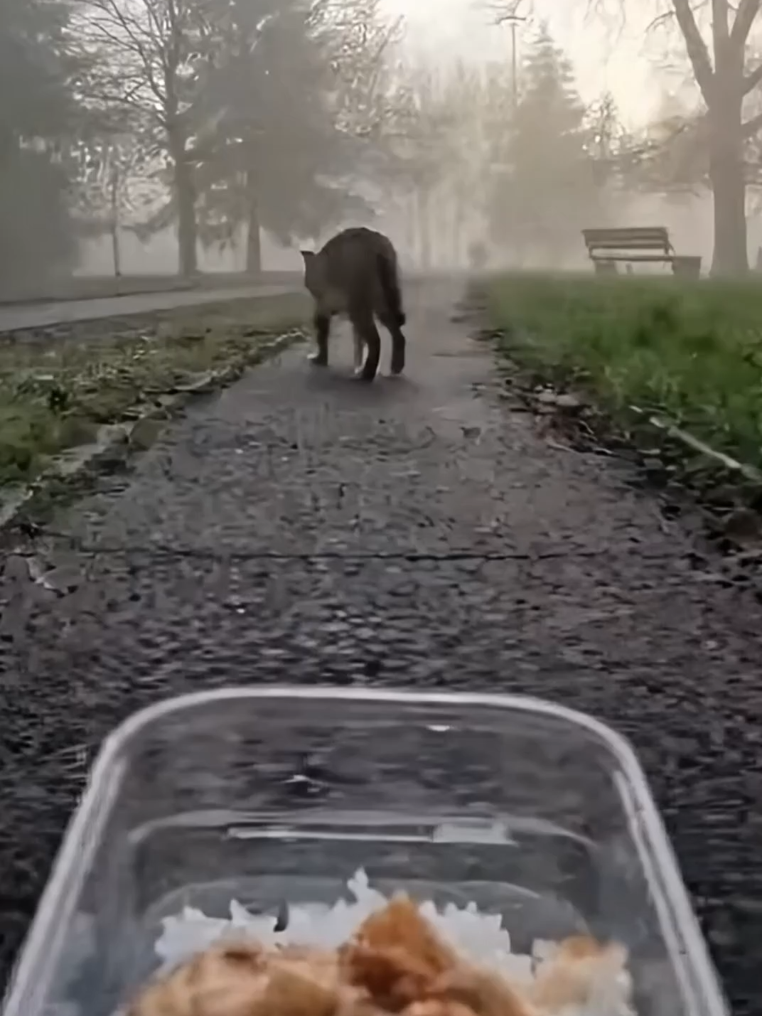 strays wait we show up #animallover #strayanimal #rccar