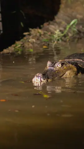 Encounter with a spectacled caiman, the most abundant crocodilian in the Americas. #amazon #ecuador #jungle #croc #crocodile 