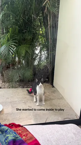 Step by step winning over her trust #straycat #rescue #tulum #cat #mexico 