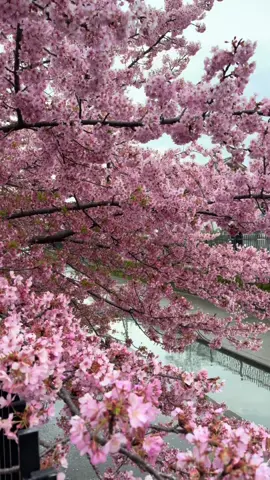 Kawazu-Zakura Trees in Yodo now, March 19th 😍💓🌸 Yodo, Kyoto 
