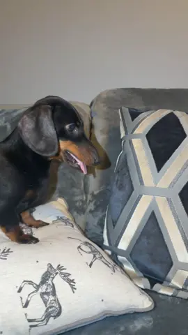 Just a normal day… 🥊 #dogfight #dogfighting #dogs #dachshund #sausagedog 