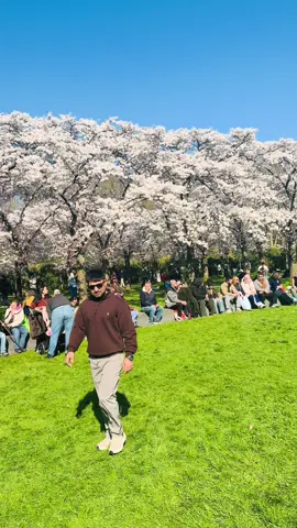Amsterdam Netherlands 🇳🇱🌸💐🔥😍 #netherlands #japansebloesempark #nature #travellife #foryou 