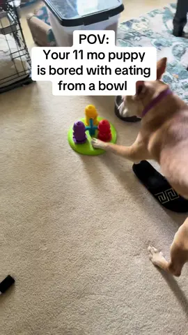 Getting creative with meal time over here! Gertie will be having her dinner on LIVE tonight 🫶🏻🫶🏻  #askauntjamie #lovemydogs #livedoggydinnertime #comeseemelive 