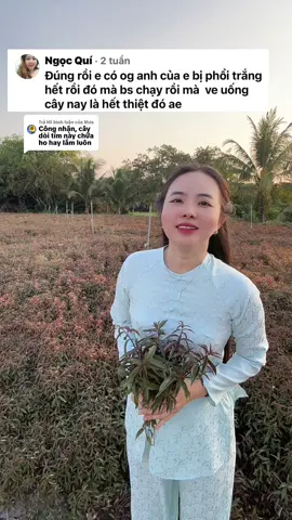 Trả lời @Mưa Mình có ông anh bị phổi trắng bs chạy rồi mà về uống cây này hết bệnh thiệt đó. #Baithuochay #viemphoi 