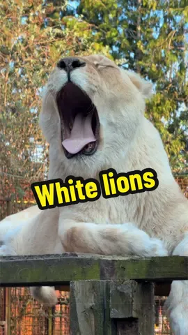 Un moment avec les lions #lion #tigres #whitelions #normandie 