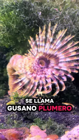 🌊✨ ¿Sabías que esto NO es una planta… sino un animal? 😱 Este es el gusano plumero marino, uno de los seres más hipnotizantes del océano 🪶🌈   Parece una flor exótica, pero en realidad es un experto filtrador que se alimenta de partículas diminutas en el agua. 👀 Lo más impresionante: Cuando siente peligro… ¡se esconde en menos de un segundo! ⚡   Literal, desaparece como magia 🫥 💡 Dato curioso: Su “plumero” no es solo para verse bonito… es su forma de respirar y comer al mismo tiempo. 🐠 Si tienes acuario marino, es una joya viva que le da un toque brutal a tu ecosistema. 🔥 ¿Lo pondrías en tu acuario o te da cosa?   Déjamelo en los comentarios 👇 #Acuario #VidaMarina #GusanoPlumero  #AnimalesExtraños 