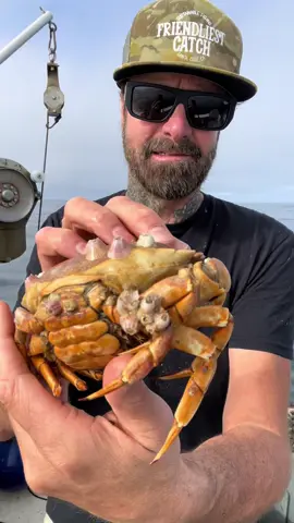 Barnacle De Chronicles #friendliestcatch #barnaclechronicles 