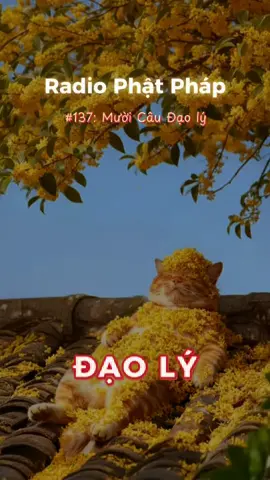 Mọi chuyện trên đời đều vô thường, mong manh, bất trắc, lòng người cũng dễ đổi thay, chỉ có Phước mới thật sự là chỗ nương tựa vững vàng. #radio #podcast #Phatphap 