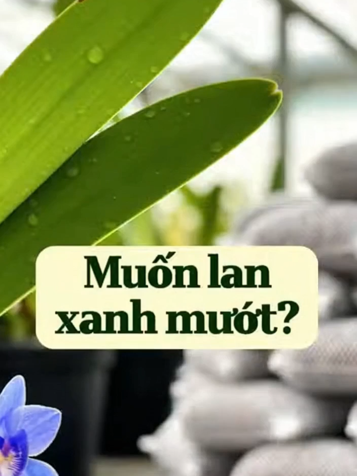 Combo 100 túi phân dê