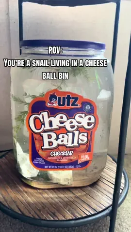 Imagine you’re a snail living in an old cheese balls bin #cheeseballs #snail 