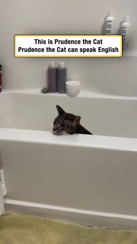 LET HER STAY IN THE TUB 😿 #afv #cats #funnyvideos