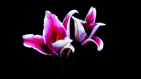 random#flowers #flowersblooming #lilies #videoideas #sadtok 