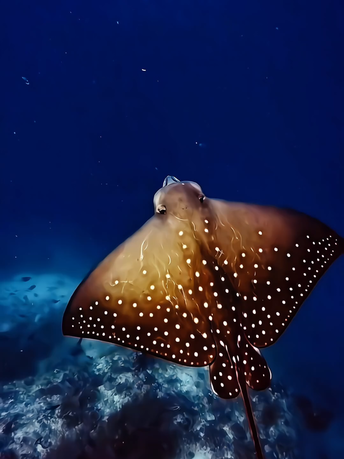 @Dj Goja #relaxing #underwater #ocean #sea #exotic 