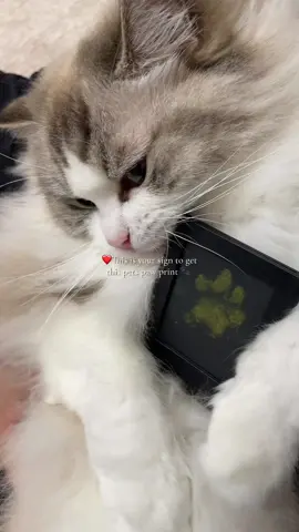 Do it before it’s too late!🐾🐾🥳🥳#pawprint #keepsake #catmom #catlovers #larleaf 