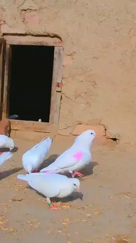 #video #trending💫🕊️🦅 #video #Kabootar #viral🕊️💫🦅 astag viral astag viral kabootar baaz viral video 
