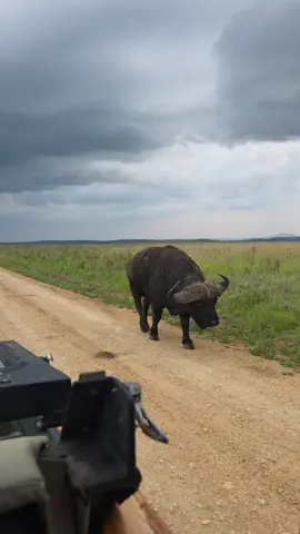 One of the big 5, one of the most unpredictable and dangerous. This buffalo, likely a dagga boy, is solitary because he is older and has been pushed from the herd by younger counterparts. They get this name for the large amount of time they spend wallowing in the mud to protect their skin from the sun and rid them of ticks and parasites. #buffalo #big5 #daggaboy #africansafari #wildlifephotography 