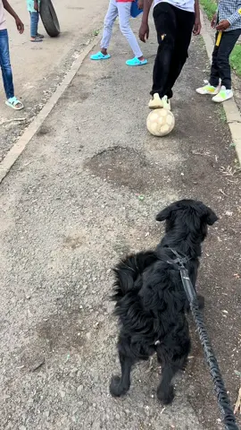 FOOTBOWL FOR THIS ONE…🤣 #barkyardkennel #football #PremierLeague #BlackRetriever #kenyantiktok🇰🇪 